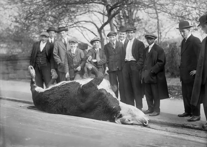 Framed Print : New York City, shooting a bull, Central Park, circa 1910s Framed Print : New York City, shooting a bull, Central Park, circa 1910s