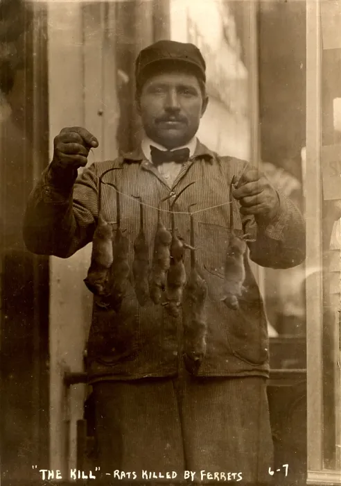 Framed Print : New York, rat catcher, reads: The kill - rats killed by ferrets, 1908