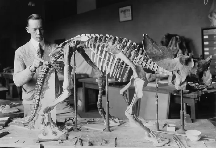 Framed Print : Norman Ross, preparing a baby Brachyceratops skeleton for display at the Smithsonian 1921 Framed Print : Norman Ross, preparing a baby Brachyceratops skeleton for display at the Smithsonian 1921