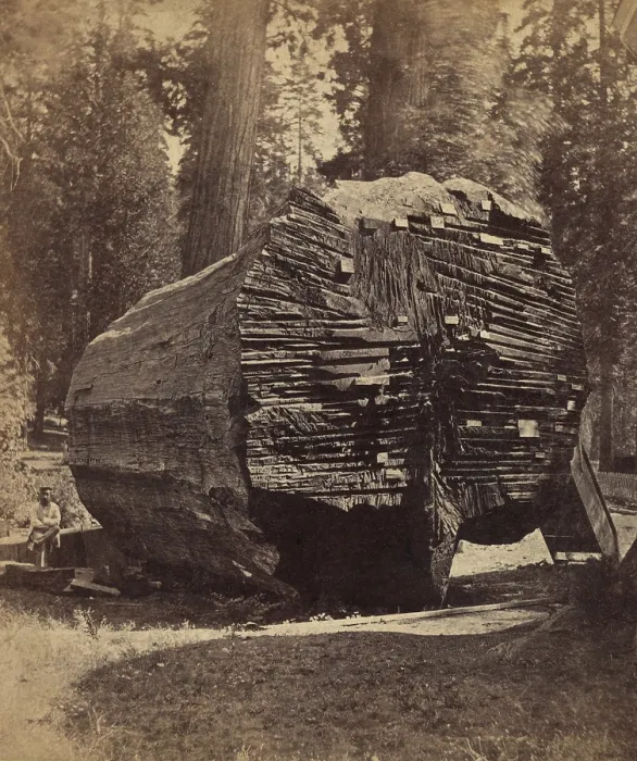 Framed Print : The Original Big Tree, was 92 feet in circumference when felled ca. 1875 Framed Print : The Original Big Tree, was 92 feet in circumference when felled ca. 1875