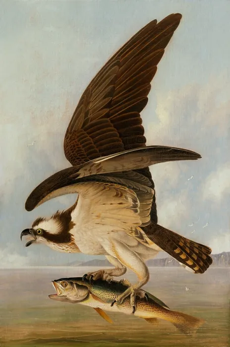Framed Print : Osprey and Weakfish, by John James Audubon, 1829, American painting, oil on canvas