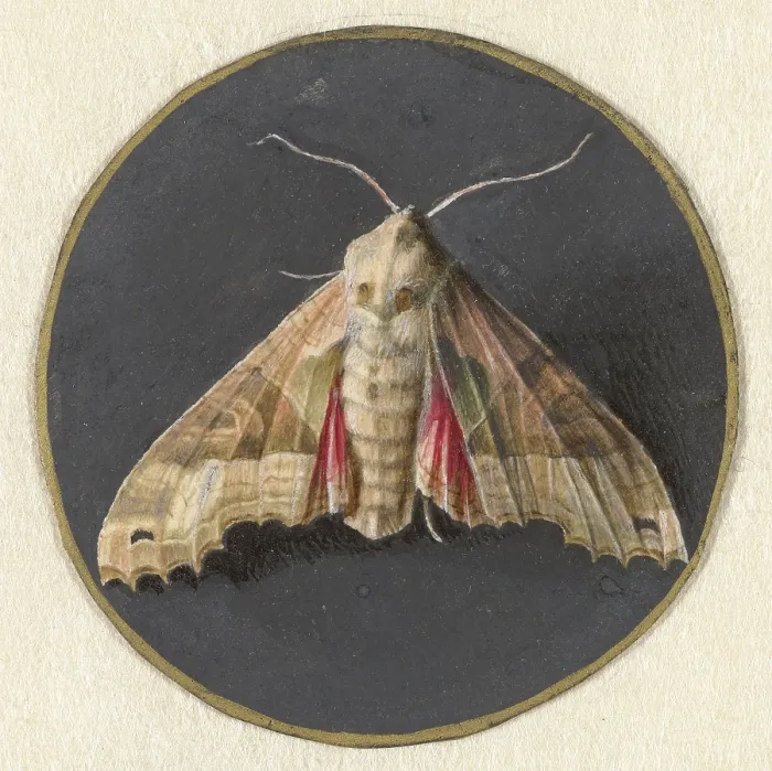 Framed Print : Owlet Moth, by Jan Augustin van der Goes, 1690-1700, Dutch painting, gouache on parchment. (BSLOC_2016_1_253) Framed Print : Owlet Moth, by Jan Augustin van der Goes, 1690-1700, Dutch painting, gouache on parchment. (BSLOC_2016_1_253)