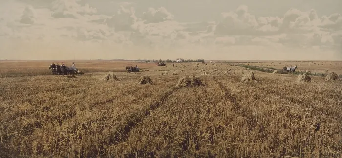 Framed Print : Panoramic view of wheat fields in the American Midwest, c. 1900. Three horse-drawn reaper-binders, operate in tandem to cut and bundle grain stems on a large field