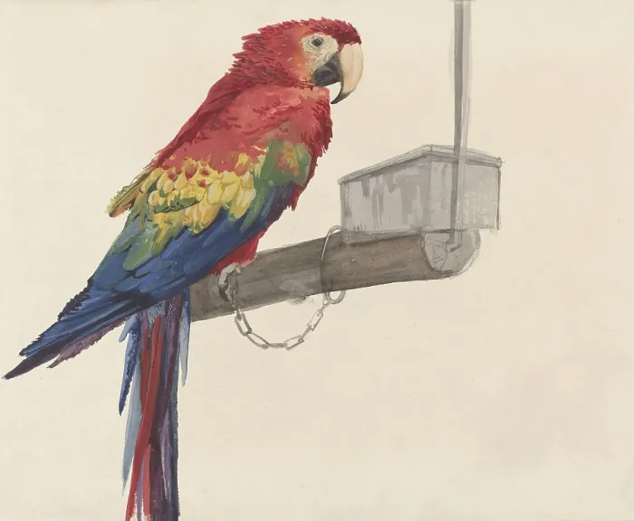 Framed Print : Parrot, by Louis Charles Bombled, c. 1872-1927, Dutch watercolor painting. (BSLOC_2016_1_263) Framed Print : Parrot, by Louis Charles Bombled, c. 1872-1927, Dutch watercolor painting. (BSLOC_2016_1_263)