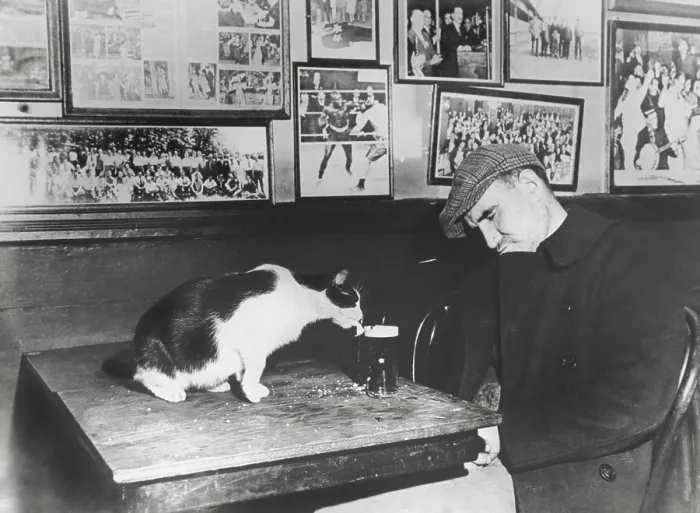 Framed Print : A patron of Sammy's Bowery Follies, a downtown bar, sleeping at his table while the resident cat laps at his beer. Dec. 1947. (BSLOC_2014_13_171)