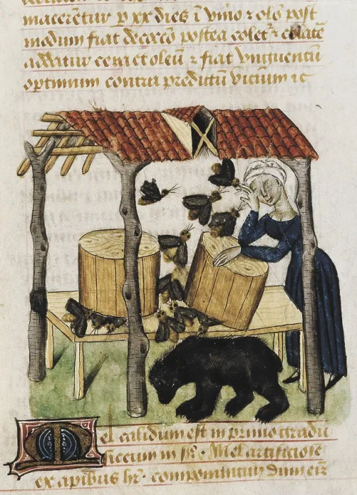 Framed Print : Picking honey. Picture of 'Tractatus de herbis', edition of 15th c. of the work 'De Materia Medica' by Pedanius Dioscorides (fol 92r.). Gothic art