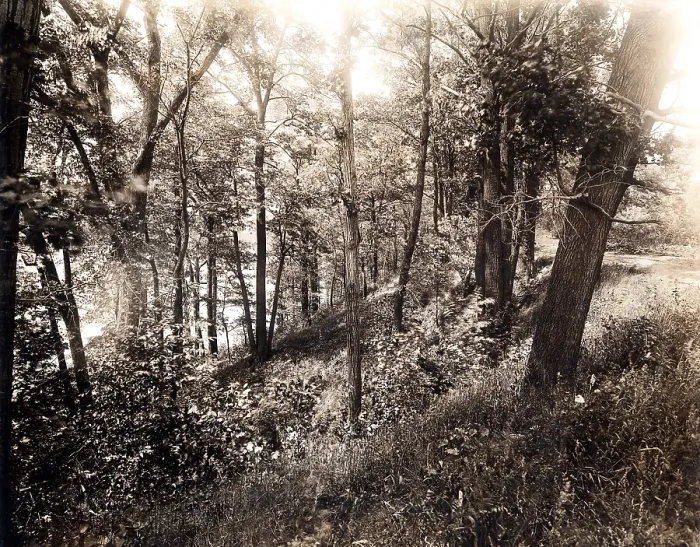 Framed Print : A picture of the forest in 1925, caption reads 'Phoenix Park before improvement.'. Courtesy: CSU Archives  /  Everett Collection