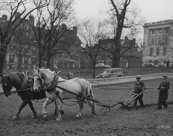 Framed Print : Plowing Boston Common for the Victory Garden Program during World War 2. March 11, 1944. (BSLOC_2013_14_172)