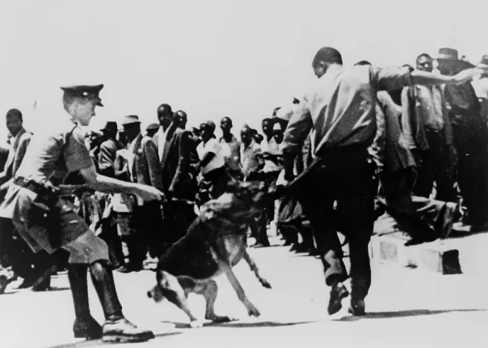 Framed Print : Police dog attacking a Black Zimbabwean man during a demonstration in 1965, the year a White minority led by Ian Smith issued the Unilateral Declaration of Independence