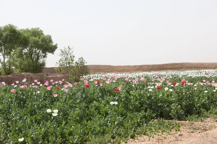 Framed Print : A poppy field within an Afghan's compound in Habib Abad Afghanistan March 28 2010