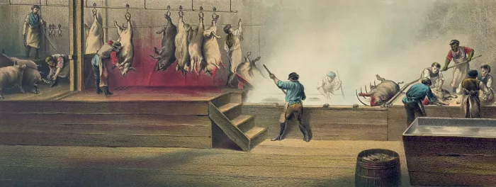 Framed Print : Pork packing house in Cincinnati, Ohio, 1873. Scene shows the killing of hogs (on left) and their immersion in boiling water to remove their bristles Framed Print : Pork packing house in Cincinnati, Ohio, 1873. Scene shows the killing of hogs (on left) and their immersion in boiling water to remove their bristles