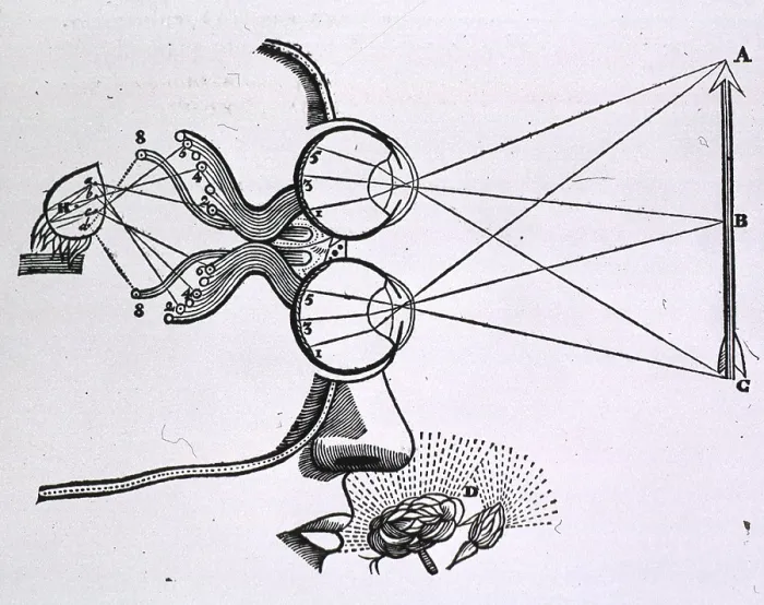 Framed Print : Portion of head with the eyes represented above each other and focused on an arrow; lines extend from the eyes to the mid