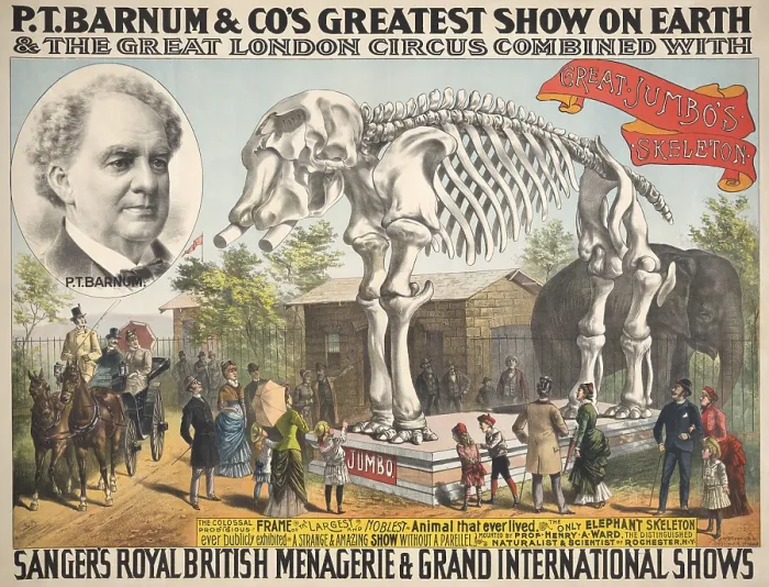 Framed Print : Poster for P.T. Barnum & Co.s, GREATEST SHOW ON EARTH, 1888 with Great Jumbos Skeleton. From 1882-85, Jumbo was the Circus star, until killed in a train accident in Sept. 1885 Framed Print : Poster for P.T. Barnum & Co.s, GREATEST SHOW ON EARTH, 1888 with Great Jumbos Skeleton. From 1882-85, Jumbo was the Circus star, until killed in a train accident in Sept. 1885
