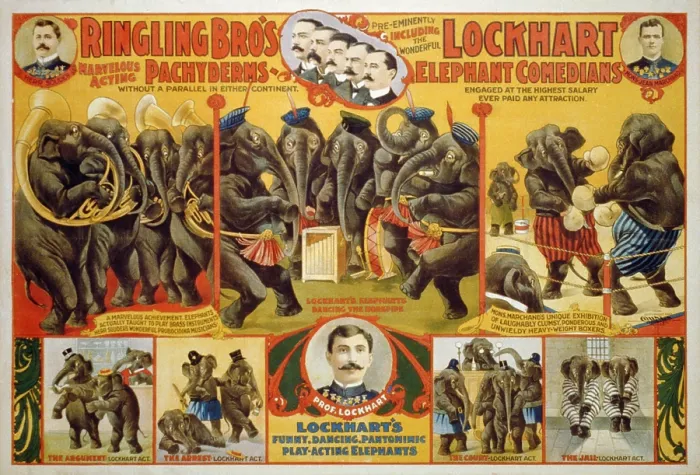 Framed Print : Poster for Ringling Bro's circus featuring a performing elephants, playing musical instruments and boxing Framed Print : Poster for Ringling Bro's circus featuring a performing elephants, playing musical instruments and boxing
