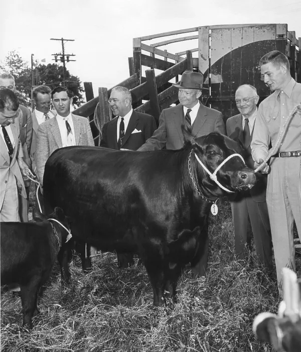 Framed Print : President Eisenhower receiving an Aberdeen Angus cow and calf from the Brandywine Angus Breeders. Gettysburg, PA. June 3, 1955. - (BSLOC_2014_16_177) Framed Print : President Eisenhower receiving an Aberdeen Angus cow and calf from the Brandywine Angus Breeders. Gettysburg, PA. June 3, 1955. - (BSLOC_2014_16_177)