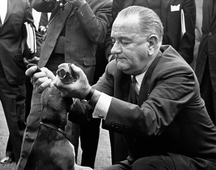Framed Print : President Lyndon Johnson pulls the ears of one of his pet beagles, to arouse a yelp, for White House visitors. LBJ said it is good for the dogs to yelp once in awhile