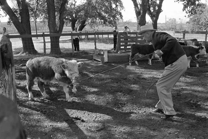 Framed Print : President Lyndon Johnson roping calves at the LBJ Ranch, near Stonewall, Texas. Nov. 20, 1965