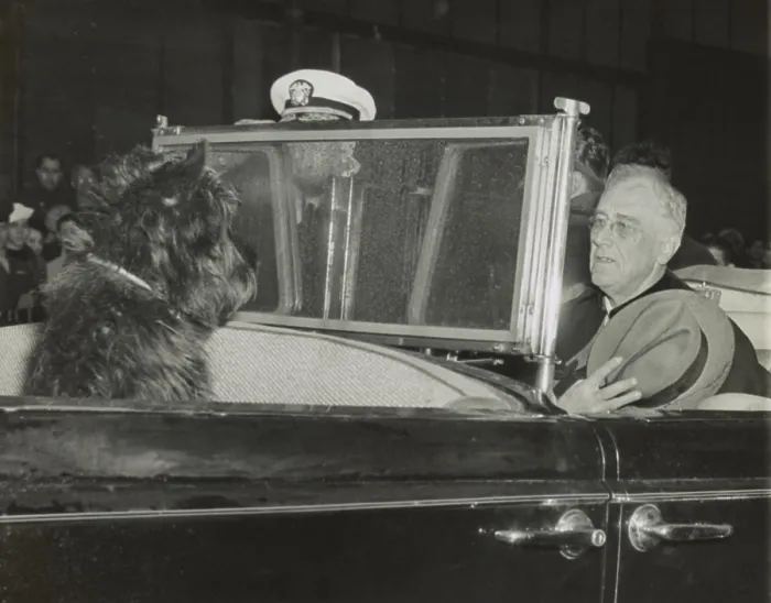 Framed Print : President Roosevelt's dog, Fala, looking at FDR during the national anthem, in New York City where the President campaigned for his 4th term in the day long rain of Oct Framed Print : President Roosevelt's dog, Fala, looking at FDR during the national anthem, in New York City where the President campaigned for his 4th term in the day long rain of Oct