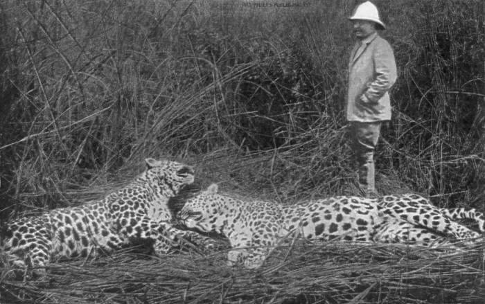Framed Print : President Theodore Roosevelt (1858-1919), standing beside two dead cheetahs