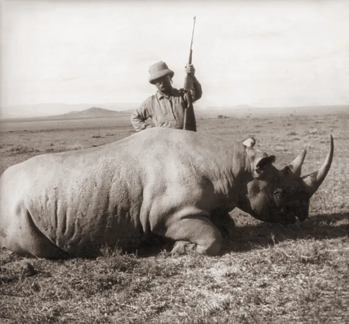 Framed Print : Former President, Theodore Roosevelt, in Africa standing behind dead rhino and holding rifle ca. 1909