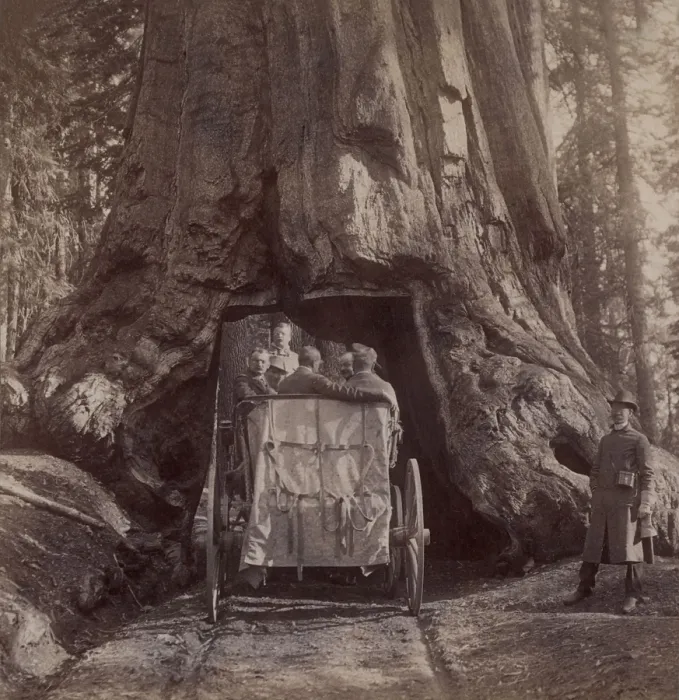 Framed Print : President Theodore Roosevelts carriage driving through the tunnel in Wawona, a giant sequoia. Mariposa Grove, California, May 15, 1903 Framed Print : President Theodore Roosevelts carriage driving through the tunnel in Wawona, a giant sequoia. Mariposa Grove, California, May 15, 1903