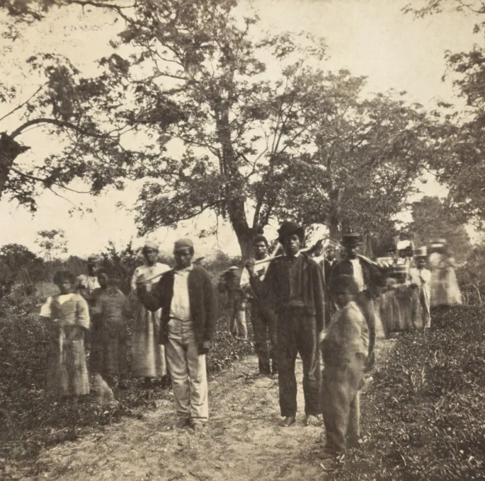 Framed Print : Previously enslaved African Americans on their way to work in the cotton field on St. Helena Island, circa 1863-66