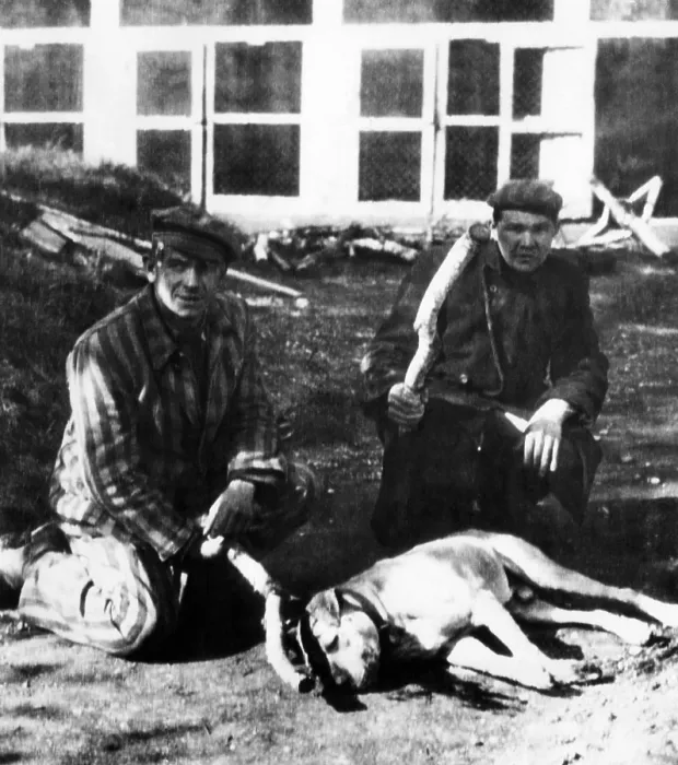 Framed Print : Former prisoners at Dachau concentration camp kneel by the dog they killed with clubs. Prisoners lived in fear of being fed to dogs, 1945 Framed Print : Former prisoners at Dachau concentration camp kneel by the dog they killed with clubs. Prisoners lived in fear of being fed to dogs, 1945
