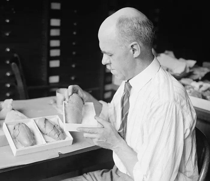 Framed Print : Prof. Charles Gilmore of Smithsonian Institution with fossil dinosaur eggs, 1924