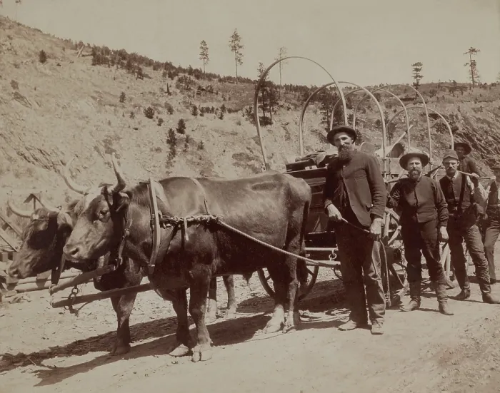 Framed Print : Five prospectors setting out to the South Dakota gold fields with a wagon pulled by oxen. Photo by John Grabill, Jan. 1891 (BSLOC_2017_18_53)