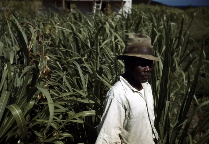 Framed Print : Puerto Rico. Tenant farmer in a sugar-cane field, Puerto Rico. Photograph by Jack Delano, 1941 Framed Print : Puerto Rico. Tenant farmer in a sugar-cane field, Puerto Rico. Photograph by Jack Delano, 1941