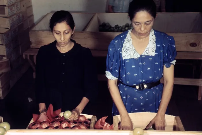 Framed Print : Puerto Rico. Women sorting and packing tomatoes at the Yauco Cooperative Tomato Growers Association, Puerto Rico. Photograph by Jack Delano, 1942