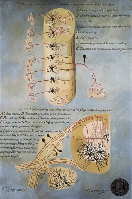 Framed Print : RAMON Y CAJAL, Santiago (1852-1934). Spanish doctor and histologist, Nobel Prize in 1906. Histological schema of the spinal cord. Original drawing by Ramn y Cajal. SPAIN. Madrid