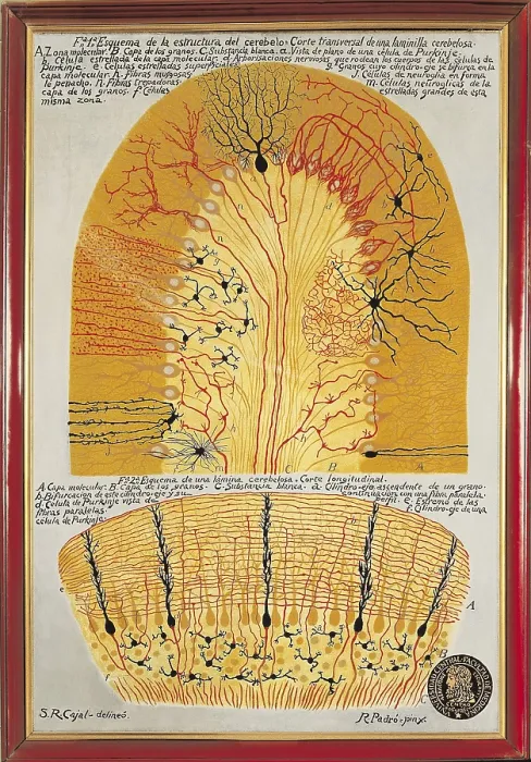 Framed Print : RAMON Y CAJAL, Santiago (1852-1934). Spanish doctor and histologist, Nobel Prize in 1906. Histological schemas of the cerebellum and its structure Framed Print : RAMON Y CAJAL, Santiago (1852-1934). Spanish doctor and histologist, Nobel Prize in 1906. Histological schemas of the cerebellum and its structure