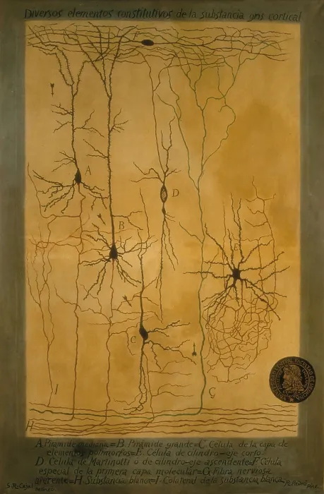 Framed Print : RAMON Y CAJALSantiago (1852-1934). Spanish doctor and histologistNobel Prize in 1906. Histological schema of the constitutive elements of the cortical grey matter