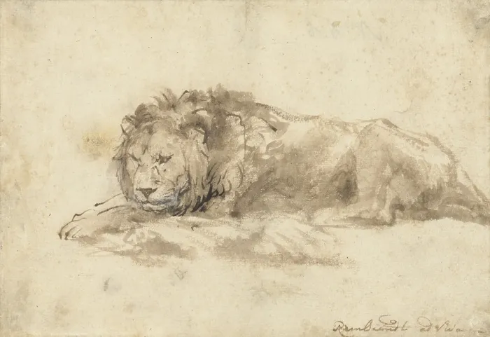 Framed Print : Reclining Lion, by Rembrandt van Rijn, c. 1650-59, Dutch drawing, pen and ink, wash, on paper Framed Print : Reclining Lion, by Rembrandt van Rijn, c. 1650-59, Dutch drawing, pen and ink, wash, on paper