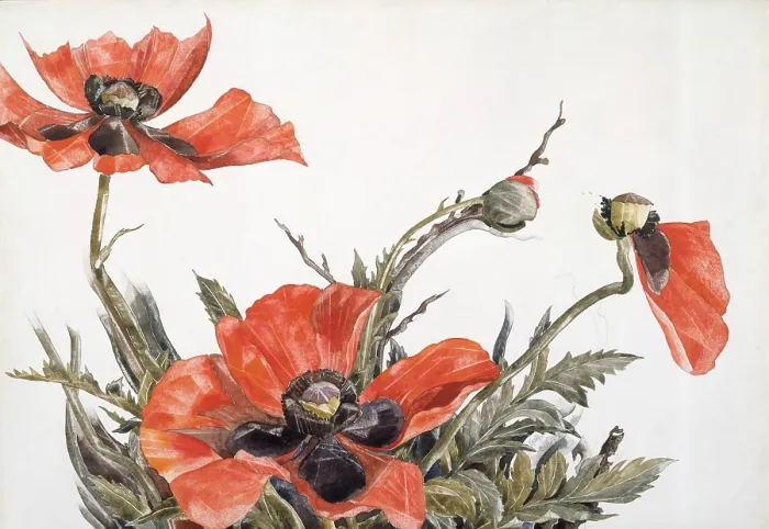 Framed Print : RED POPPIES, by Charles Demuth, 1929, American painting, watercolor, and graphite on cardboard Framed Print : RED POPPIES, by Charles Demuth, 1929, American painting, watercolor, and graphite on cardboard