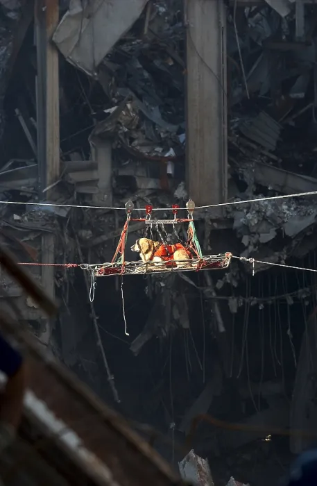 Framed Print : A rescue dog is transported out of the debris of the World Trade Center, Sept. 15, 2001. New York City, after September 11, 2001 terrorist attacks. U.S Framed Print : A rescue dog is transported out of the debris of the World Trade Center, Sept. 15, 2001. New York City, after September 11, 2001 terrorist attacks. U.S