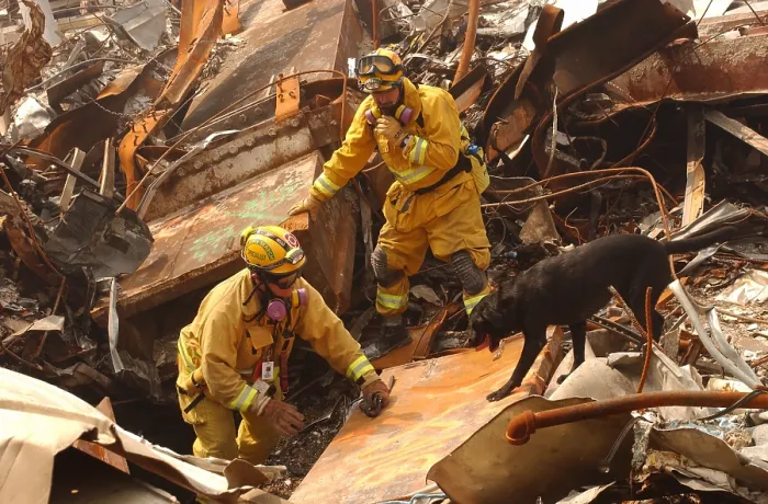 Framed Print : Rescue workers from the California Task Force-8 and a working dog Billy search through the rubble for victims of the September 11 terrorist attack. Sept Framed Print : Rescue workers from the California Task Force-8 and a working dog Billy search through the rubble for victims of the September 11 terrorist attack. Sept
