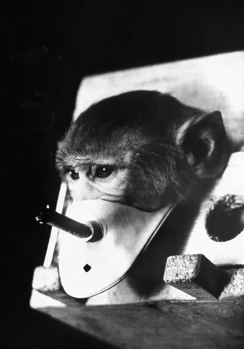 Framed Print : A rhesus monkey forced to breath cigarette smoke in experiments carried out by Russian Professor Georgy Georgadze