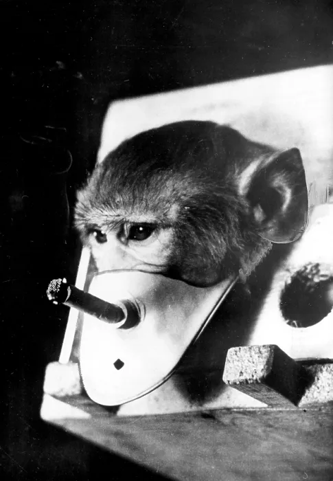 Framed Print : Rhesus monkey being forced to smoke: he is participating in Russian smoking and health research, 1967. Courtesy: CSU Archives  /  Everett Collection