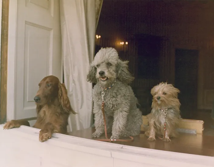 Framed Print : Richard M. Nixon's dogs looking out a window of the White House
