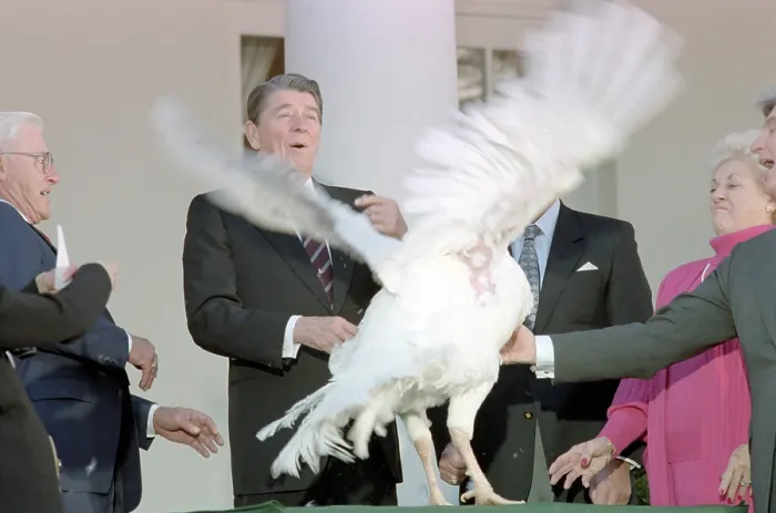 Framed Print : Ronald Reagan at White House ceremony to receive the 40th Thanksgiving Turkey. Nov. 13, 1987. (BSLOC_2015_14_76)