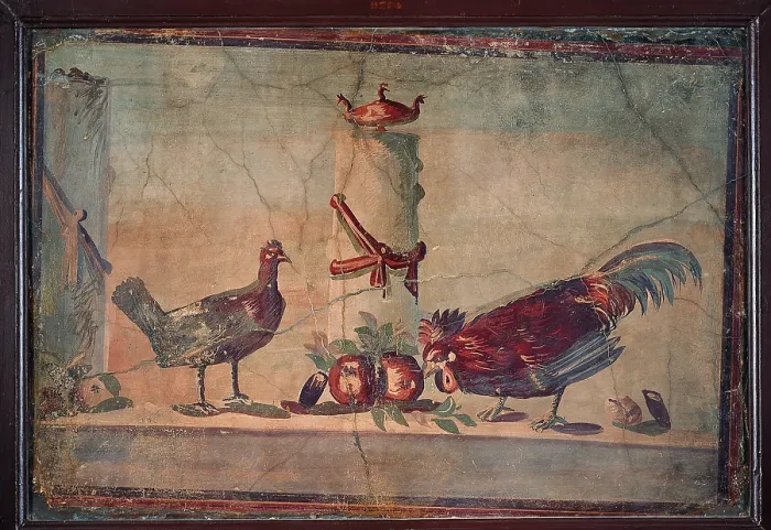 Framed Print : Rooster and Chicken, by unknown artist, 45-79, 1st Century A.D. ripped fresco, 77 x 112 cm - Italy, Campania, Naples, National Archaeological Museum, Room LXXIV, inv. 9714