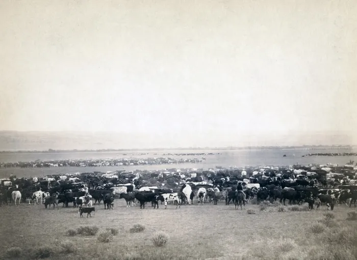 Framed Print : Round-up at Moss Agate, Dakota Territory. photo by John C. Grabill, 1887 Framed Print : Round-up at Moss Agate, Dakota Territory. photo by John C. Grabill, 1887