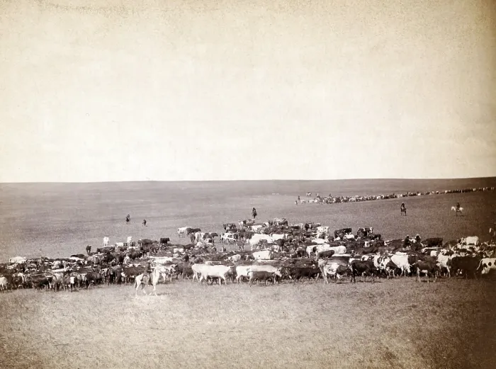Framed Print : Round-up scenes on Belle Fourche, Dakota Territory. photo by John C. Grabill, 1887 Framed Print : Round-up scenes on Belle Fourche, Dakota Territory. photo by John C. Grabill, 1887