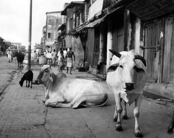 Framed Print : Two sacred cows shown on a walk in a poorer section of Calcutta, India, ca. 1947. Courtesy: CSU Archives / Everett Collection