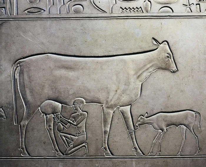 Framed Print : Sarcophagus of Queen Kawit. 2040 BC. Detail of the servant milking a cow. Egyptian art. Middle Kingdom. Relief on rock. EGYPT. Cairo. Egyptian Museum. Proc: EGYPT. Dayr al-Bahri Framed Print : Sarcophagus of Queen Kawit. 2040 BC. Detail of the servant milking a cow. Egyptian art. Middle Kingdom. Relief on rock. EGYPT. Cairo. Egyptian Museum. Proc: EGYPT. Dayr al-Bahri