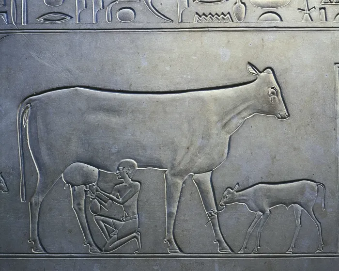 Framed Print : Sarcophagus of Queen Kawit. 2040 BC. Detail of the servant milking a cow. Egyptian art. Middle Kingdom. Relief on rock. EGYPT. Cairo. Egyptian Museum. Proc: EGYPT. Dayr al-Bahri