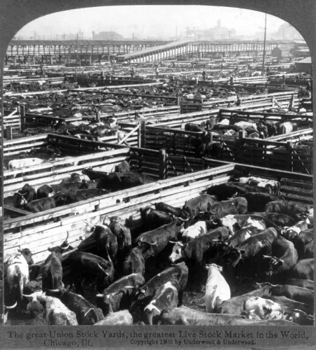 Framed Print : Scene in the Great Union Stockyards, Chicago, Ill. Stereocard, ca. 1900 Framed Print : Scene in the Great Union Stockyards, Chicago, Ill. Stereocard, ca. 1900
