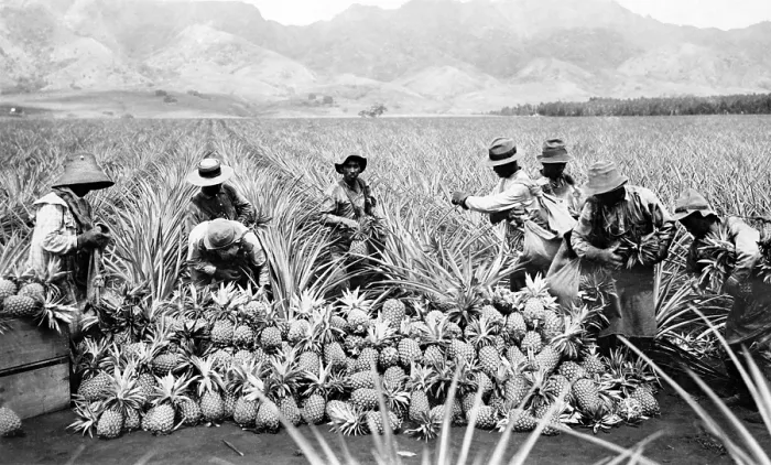 Framed Print : Scene on a pineapple plantation, with harvested pineapples, Hawaii. ca. 1910-1920